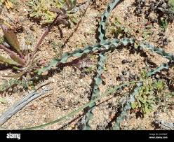 Image result for Ornithoglossum