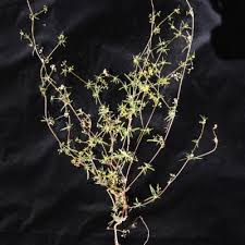 Image result for Gisekiaceae