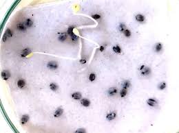 Image result for Mesosphaerum