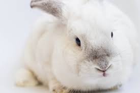 Maybe you would like to learn more about one of these? How To Spot Cruelty Free Makeup Brands