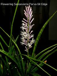 Image result for Sansevieria parva