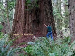 Normally it's the opposite, with the largest redwoods at the lowest elevations. Redwoods In Oregon Portland Eugene Hillsboro Sales Sales Tax Gardens Or Page 2 City Data Forum