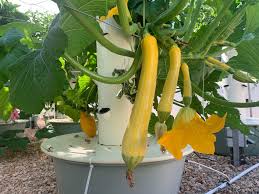 We did not find results for: How To Grow Zucchini Courgette On A Tower Garden Agrotonomy Tower Farms