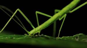 Raspberry leaves medicinal properties and contraindications. Stick Insect Eating Phasmatodea Stock Footage Video 100 Royalty Free 5995988 Shutterstock