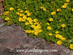 Image result for Duosperma nudantherum