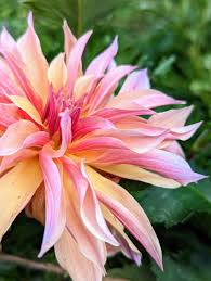More Beautiful Dahlia Blooms in My Garden - The Martha Stewart Blog