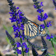 Face painting pictures for beginners tenmien store. 5 Spring Plants That Could Save Monarch Butterflies