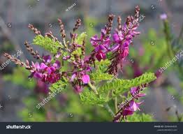 Image result for Hionanthera