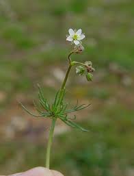 Image result for Spergula
