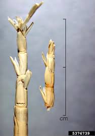 Image result for Rottboellia