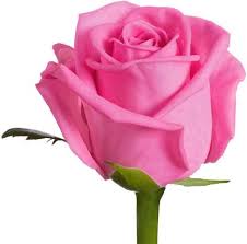 Download and use 60,000+ rose flower stock photos for free. Nskon Beautiful Pink Rose Plant Seed Price In India Buy Nskon Beautiful Pink Rose Plant Seed Online At Flipkart Com