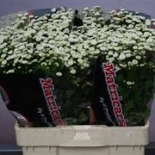 Asp Setac Middel Getopt Verdeata Flori De Vanzare Plants Floral Design Floral