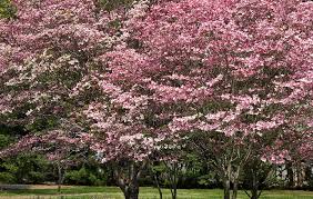 Flowering dogwood is recognized by most people for its spring floral display that can be white or pink. Where To Find Blooming Trees Around Southwest Missouri
