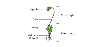 Miniature forests because of their small size and cm x 1 cm piece of liverwort thallus on one side of the cup and about an equal size of moss on the. Bryophytes Classification Characteristics Economic Importance Examples