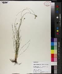 Image result for Abildgaardia ovata