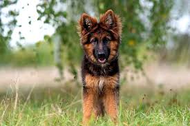 cesur hizli kopek kopek yavru kopek resim