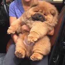 Just today i was sitting outside at a cafe and. Woof Woof I M Not Fat I M Fluffy Facebook