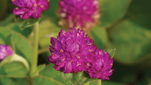 We did not find results for: Bunga Kenop Tidak Hanya Cantik Tapi Juga Berkhasiat Obat Greeners Co