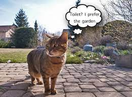 Maybe you would like to learn more about one of these? How To Stop Cats Pooping In Your Garden Page 1 Of 0 Cats Away
