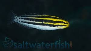 A 30 gallon or larger aquarium with plenty of hiding places is suitable. Striped Blenny Eastern Asia Blennies Saltwater Fish