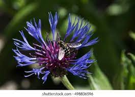 Centaurea Cyanus Flower Mound Best Flower Wallpaper