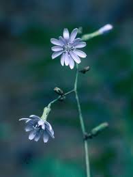 Image result for Lactuca glandulifera