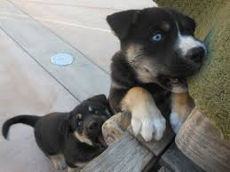 Males weigh between 95 and 135 pounds; Siberian Husky Rottweiler Mix Puppies Off 63 Www Usushimd Com