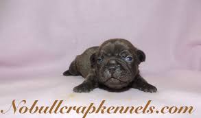 Mum is a chocolate brindle with kc papers dad is a blue/lilac merle with dwkc papers both parents have been health tested both have excellent temperament's, great around children and other dogs. Chocolate French Bulldog Puppy Chocolate French Bulldog French Bulldog Bulldog Puppies