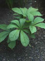 Image result for Hymenocardia ulmoides