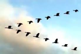 Birds That Start With The Letter V Geese In V Formation Bing Images Why Do Birds Bird Species Flock Of Birds