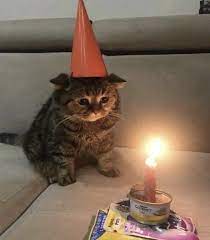 Happy Birthday To Me Cute Funny Animals Cute Animals Cute Baby Animals