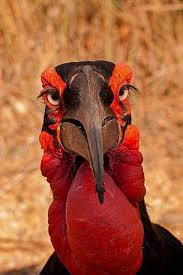 Wild Birds That Look Like Turkeys Pin De Africa Freak En Birds Aves Exoticas Aves Raras Aves