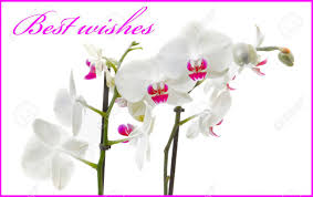 Meilleurs Voeux Avec Orchidee Blanche Et Rose Pour L Evenement Banque D Images Et Photos Libres De Droits Image 23989545