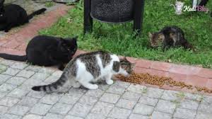 Sokak Kedilerini Ekonomik Ve Saglikli Beslemek Icin En Iyi 5 Yontem Kedi Blog