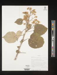 Image result for Abutilon englerianum