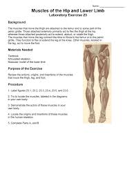 Steadies the hip joint and assists the iliopsoas muscle with flexion of the thigh (rectus femoris muscle). Muscles Of The Hip And Lower Limb Laboratory Exercise 23