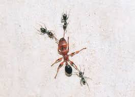 ants family formicidae