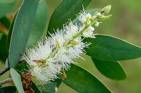Image result for Melaleuca