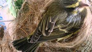 البسبوس الموزمبيقي او طائر الياسمين كل ما تريد معرفته عن هذا الطائر طيور العرب animals bird