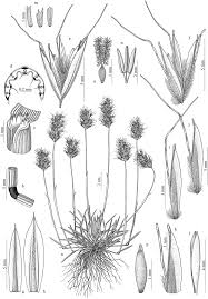 Image result for Urochloa semiundulata