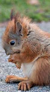 Baby Red Squirrel Having Some Nibbles Animals Beautiful Baby Animals Cute Baby Animals