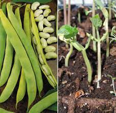 Mar 06, 2020 · the rate of maturity for most soybean plants varies from about three months to about five months. Beans Seed Germination Time Temperature Process Gardening Tips