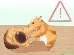 How long should you leave them for, and how can you make the experience easier? How To Tame A Hamster 14 Steps With Pictures Wikihow