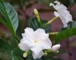 Gardenia Flower Meaning In Bengali Best Flower Wallpaper