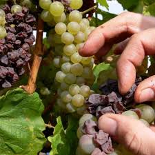 Selective picking of botrytized and shriveled ( " aszú " ) berries ...