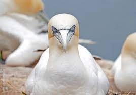 Helgoland ist auch ein guter platz zum beobachten von zugvögeln. Helgoland Treibholzinsel