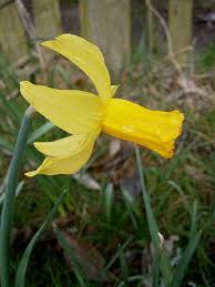 I fiori possono essere sia singoli che in gruppi a seconda della varietà. Bulbi A Fioritura Primaverile I Narcisi