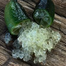We did not find results for: Australian Finger Lime Tree Available At One Green World