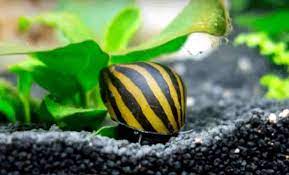 Unlike a lot of other snails, female nerites lay eggs that the males then fertilize. Nerite Snails Detailed Guide Care Diet And Breeding Shrimp And Snail Breeder