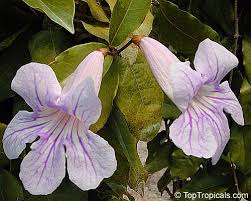 Image result for Bignonia callistegioides